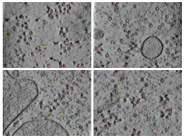 key visualization for CZII CryoET Object Identification Challenge - 2nd place solution - LuoZiqian&Lion