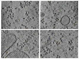 key visualization for CZII CryoET Object Identification Challenge - 3rd place solution - ONCE UPON A MOON