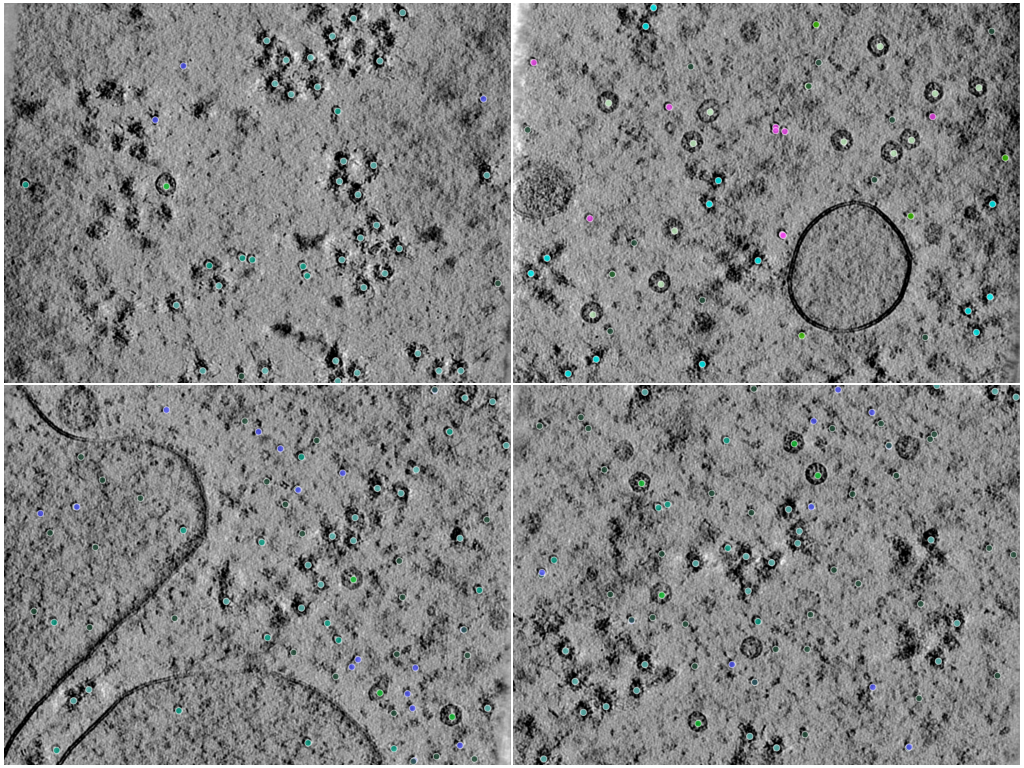 key visualization for CZII CryoET Object Identification Challenge - 4th place solution - yu4u & tattaka