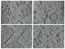 key visualization for CZII CryoET Object Identification Challenge - 4th place solution - yu4u & tattaka