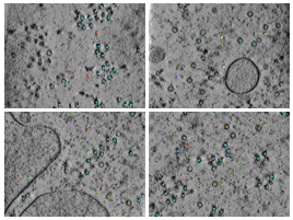 key visualization for CZII CryoET Object Identification Challenge - 5th place solution - Youssef Ouertani