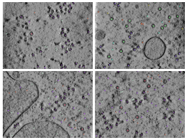 key visualization for CZII CryoET Object Identification Challenge - 6th place solution - tomoon33