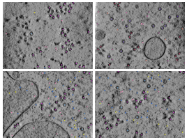 key visualization for CZII CryoET Object Identification Challenge - 7th place solution - kobakos