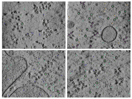 key visualization for CZII CryoET Object Identification Challenge - 8th place solution - I Cryo Everyteim