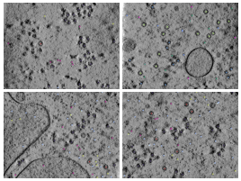 key visualization for CZII CryoET Object Identification Challenge - 9th place solution - Avengers