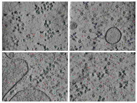 key visualization for CZII CryoET Object Identification Challenge - 10th place solution - Josef Slavicek