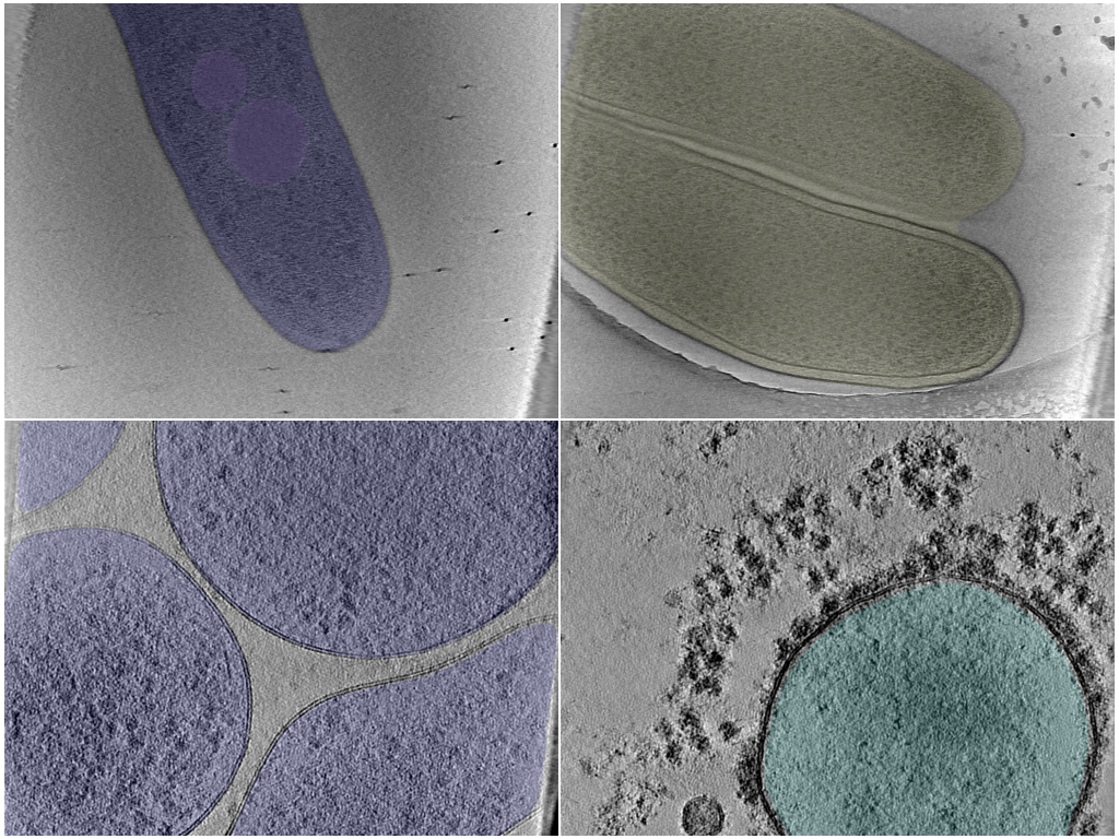 key visualization for Expert-in-the-loop guided automatic segmentations of cells and cellular structures using SABER