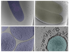key visualization for Expert-in-the-loop guided automatic segmentations of cells and cellular structures using SABER
