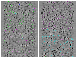 key visualization for CryoLens - simulated training data