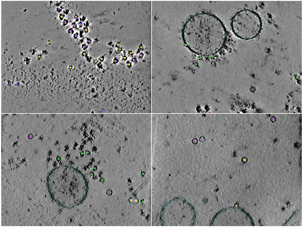 key visualization for CZII 2-protein phantom (version 1.0)