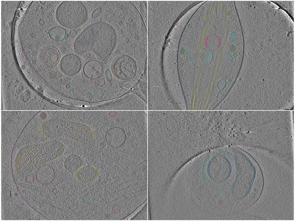 key visualization for Refined organelle segmentations of axonal varicosity tomograms