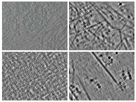 key visualization for Refined tilt-series alignments and post-processed tomograms for xLPP cryoET of PP7 virus-like particles in E. coli